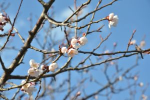 晴れ渡った青い空を背景に梅の花が咲いています。