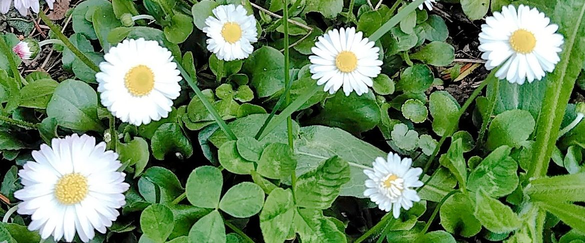 フィンランド語 ネン Nen がつく名前はフィンランド人 天神山だより